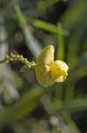 Hairy cowpea